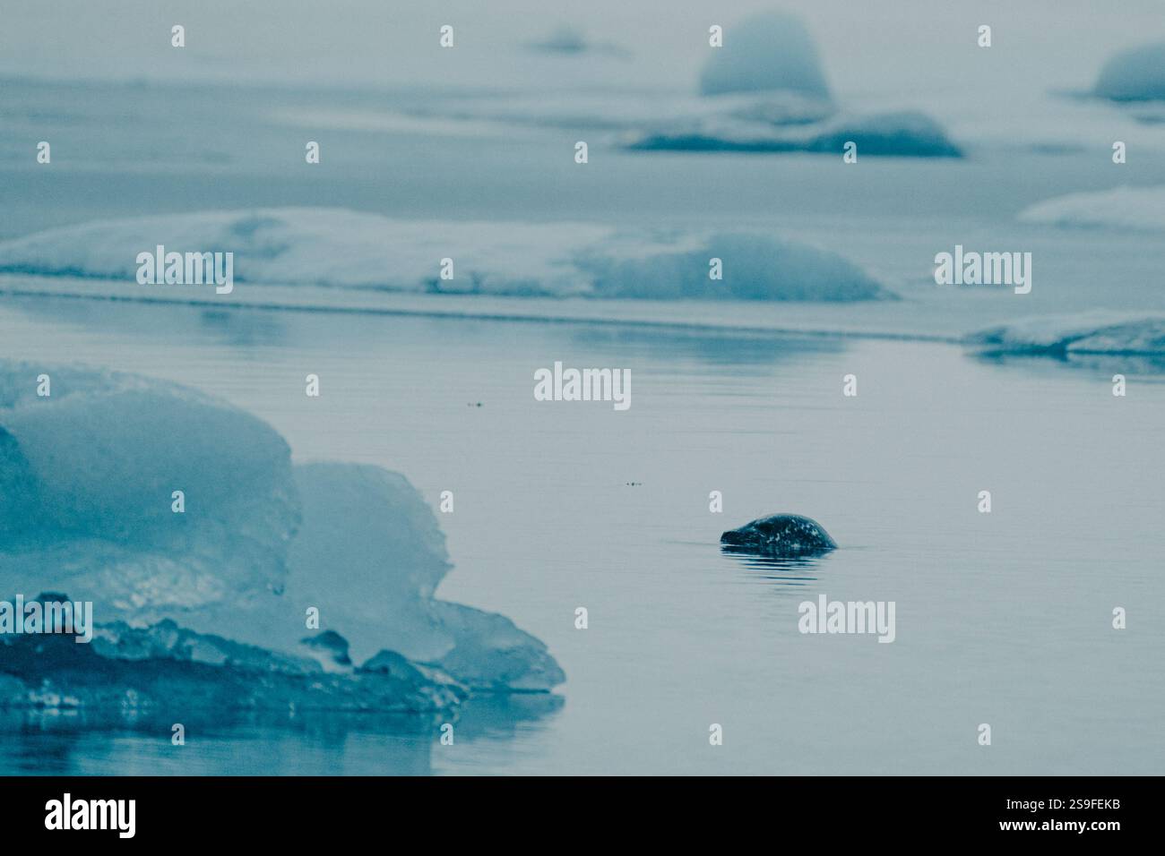 Un phoque portuaire nageant calmement dans les eaux tranquilles de Jökulsárlón, au sud-est de l'Islande. Banque D'Images