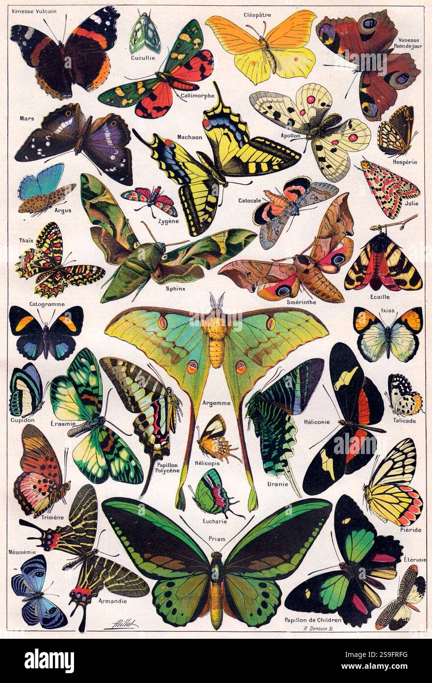 Papillon français vintage et illustration de papillon de nuit Banque D'Images