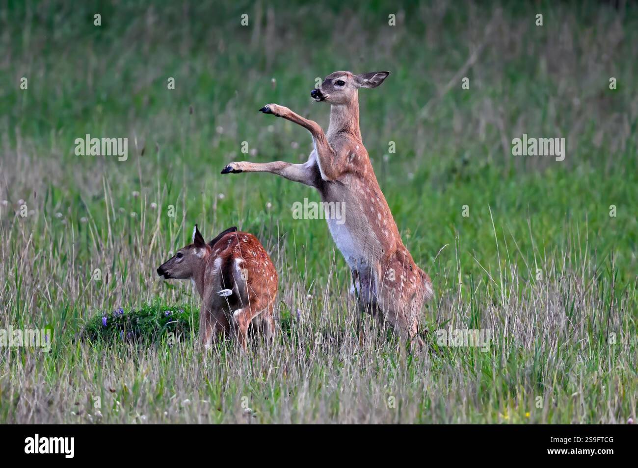 Fauve(s) de cerf de Virginie sur le champ. Banque D'Images