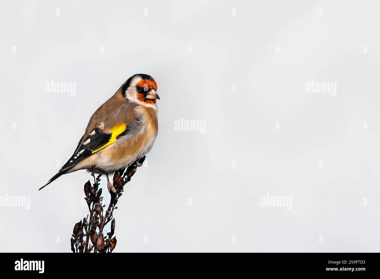 Chardonneret en hiver Banque D'Images