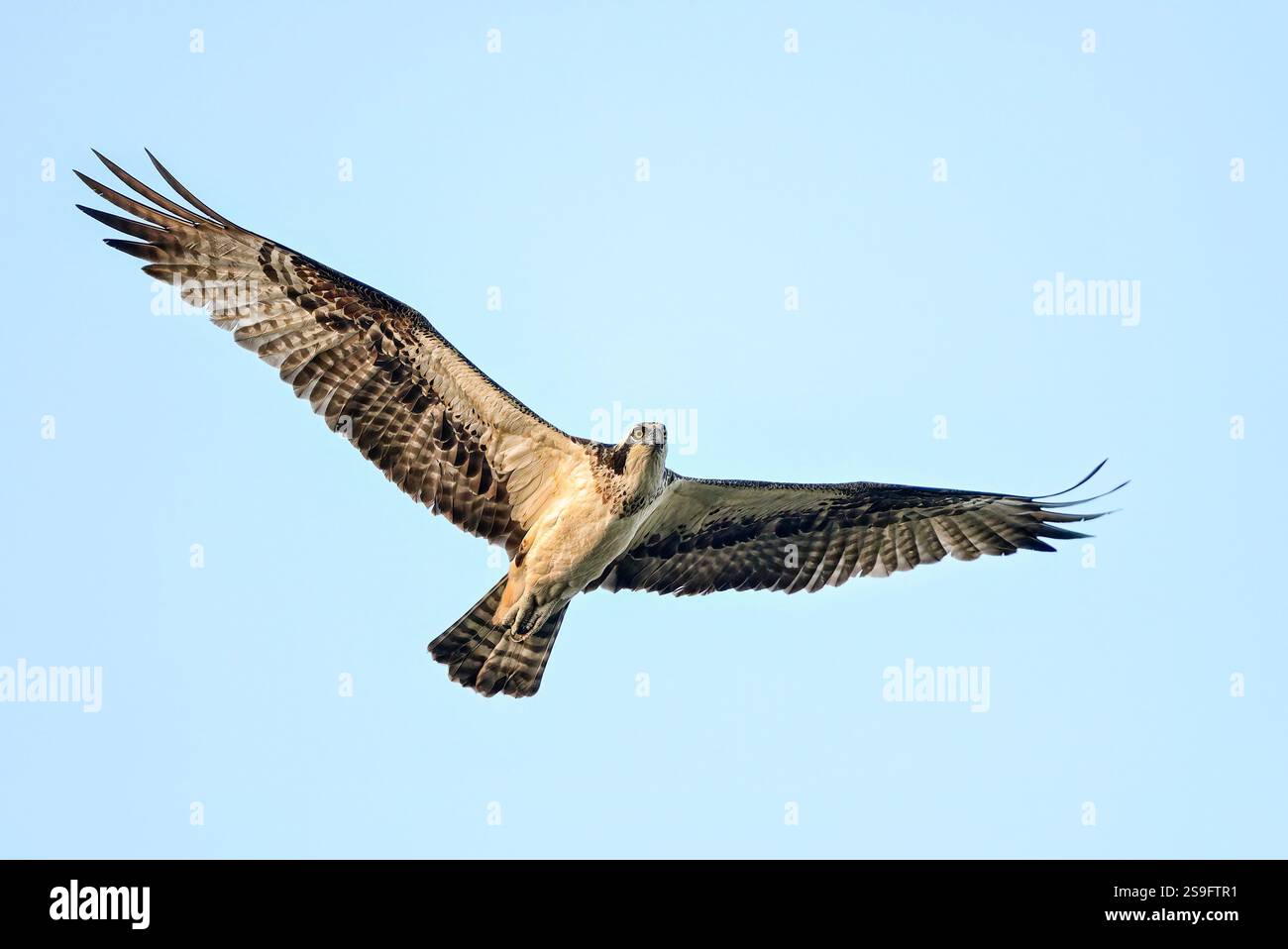 Osprey survole Banque D'Images