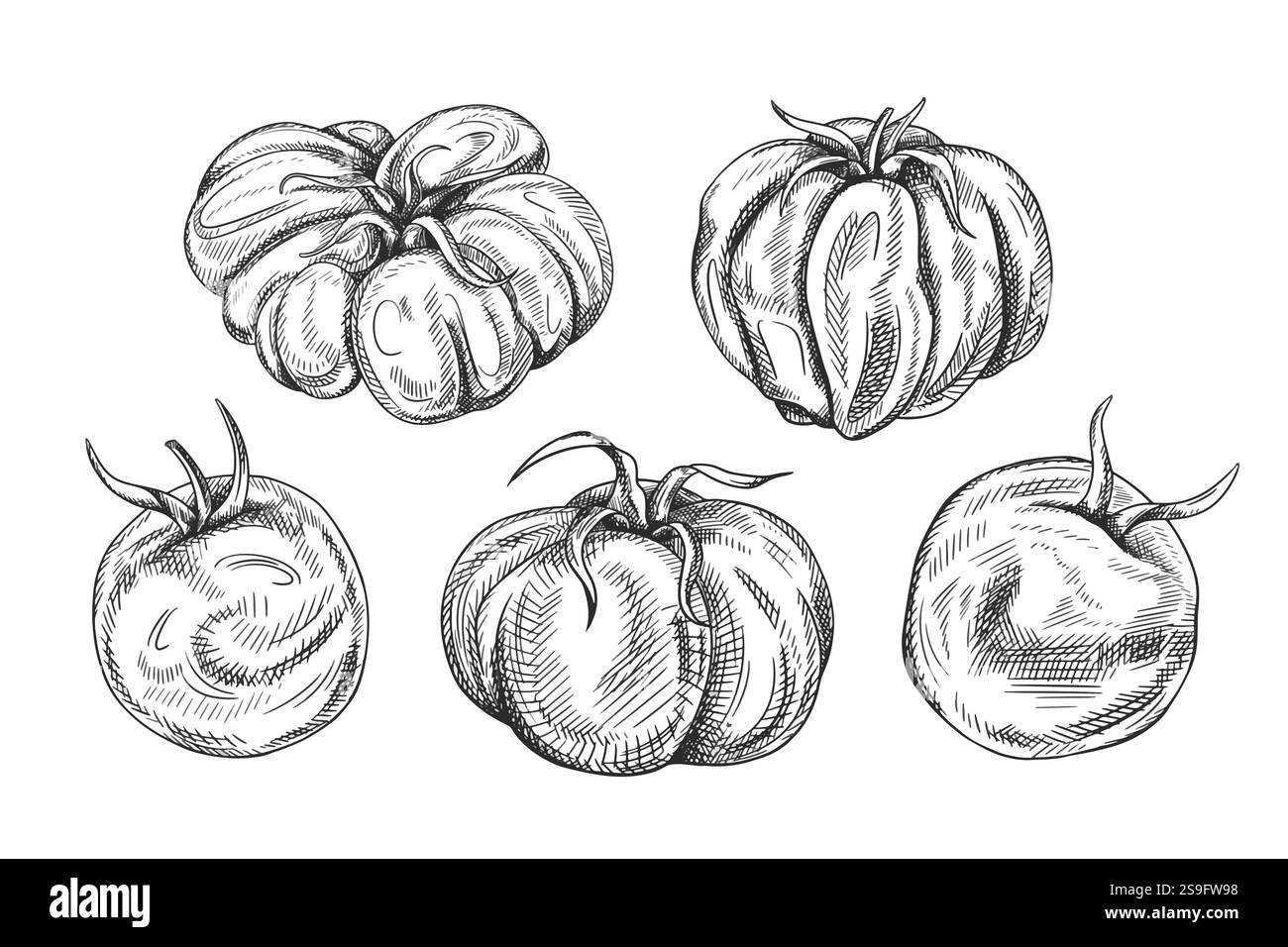Illustration d'ensemble de vecteur d'une tomate mûre. Légumes frais biologiques, récolte saine. Ingrédients pour la cuisine, produits agricoles. Dessiné à la main en dessin au trait Illustration de Vecteur