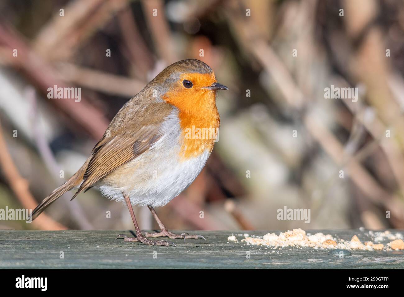 robin européen (Erithacus rubecula) sur le point de manger des miettes, Angleterre, Royaume-Uni, pendant l'hiver. Nourrir les oiseaux dans le jardin Banque D'Images