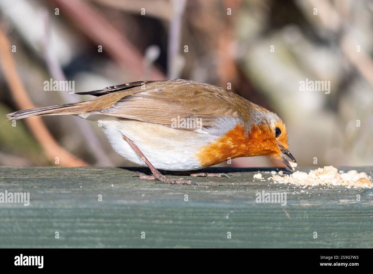 robin européen (Erithacus rubecula) mangeant des miettes, Angleterre, Royaume-Uni, pendant l'hiver. Nourrir les oiseaux dans le jardin Banque D'Images