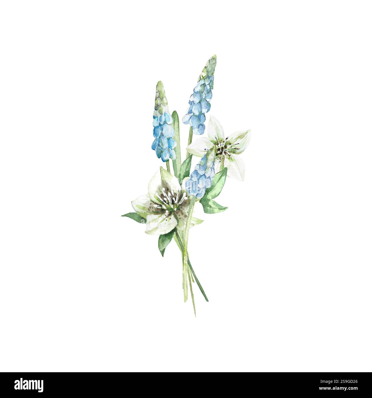 Bouquet de fleurs Muscari et hellebore avec. Illustration avec des fleurs de printemps, des feuilles Banque D'Images