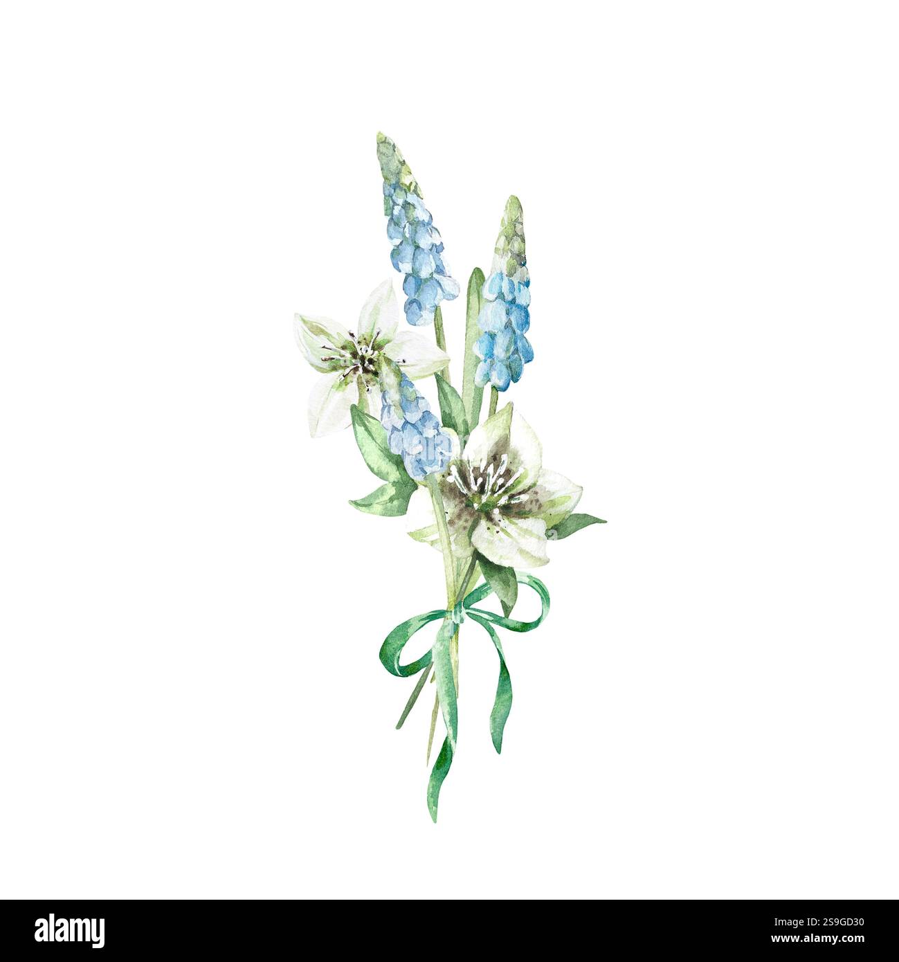 Bouquet de fleurs Muscari et hellebore avec arc vert. Illustration avec des fleurs de printemps, des feuilles Banque D'Images