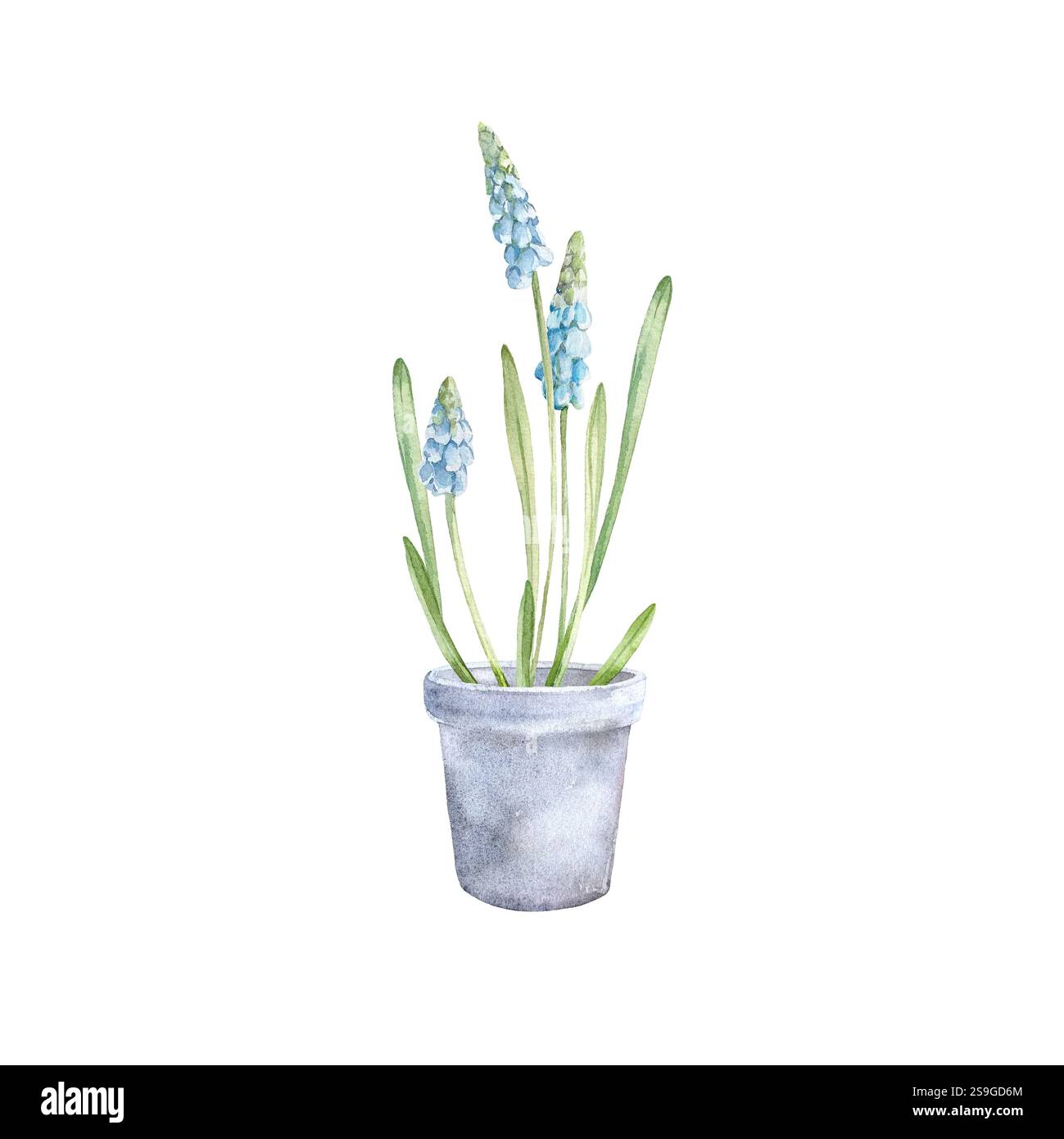Fleur de Muscari en pot. Illustration avec des fleurs bleues, des feuilles et des bulbes de plantes de printemps Banque D'Images