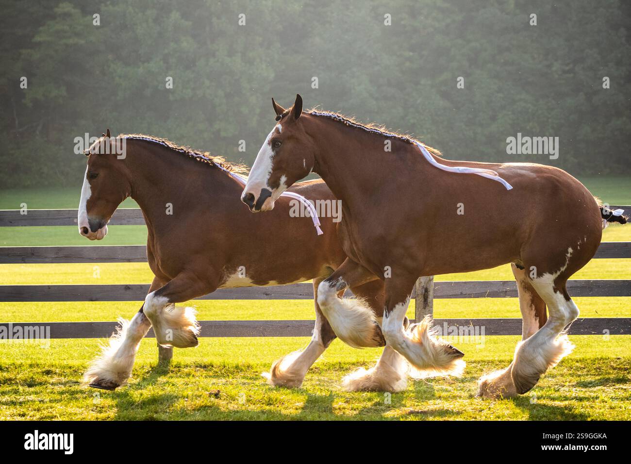 Une paire de Clydesdales belges bien entretenues galop ou course à travers un pâturage à la lumière de l'heure d'or. Herbe vert clair et une clôture de rail fendue est derrière Banque D'Images