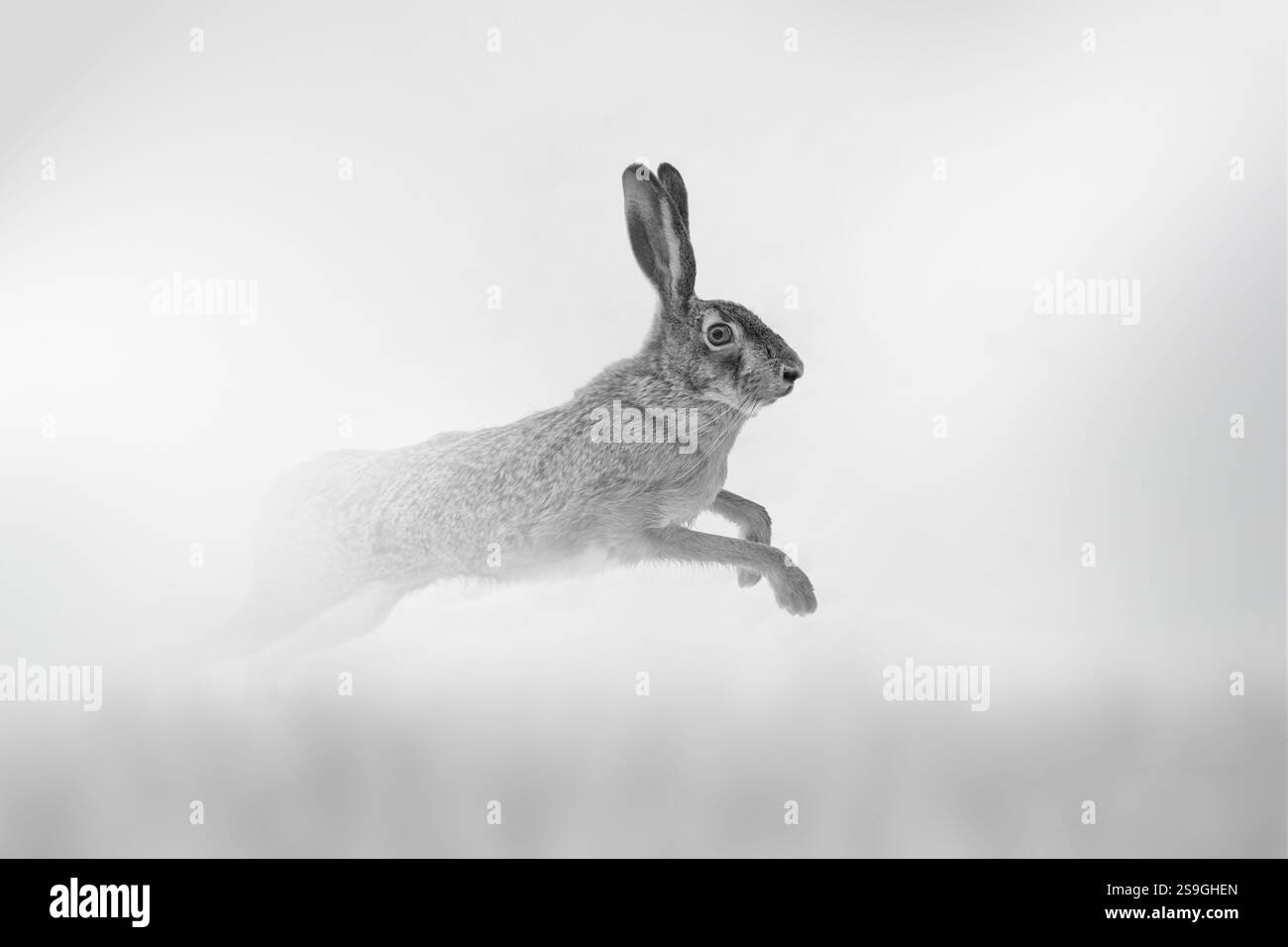 Lièvre sort du brouillard sur un fond clair, photo en noir et blanc Banque D'Images