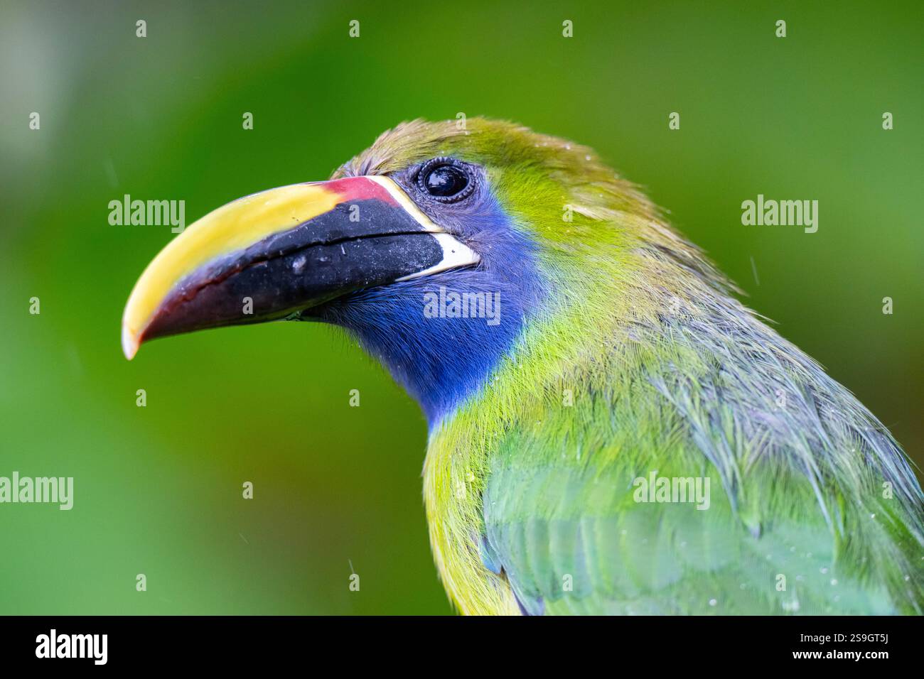 Costa Rica, Monteverde. Toucanet émeraude (Aulacorhynchus parasinus) Banque D'Images