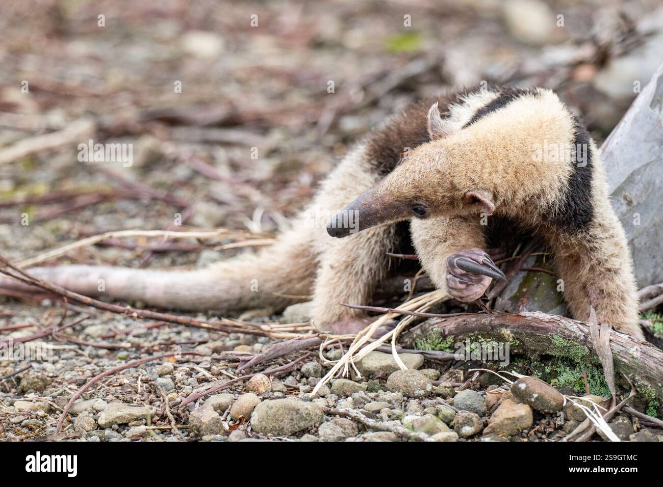 Costa Rica, Arenal. Fourmilier, tamandua septentrional (Tamandua mexicana) Banque D'Images