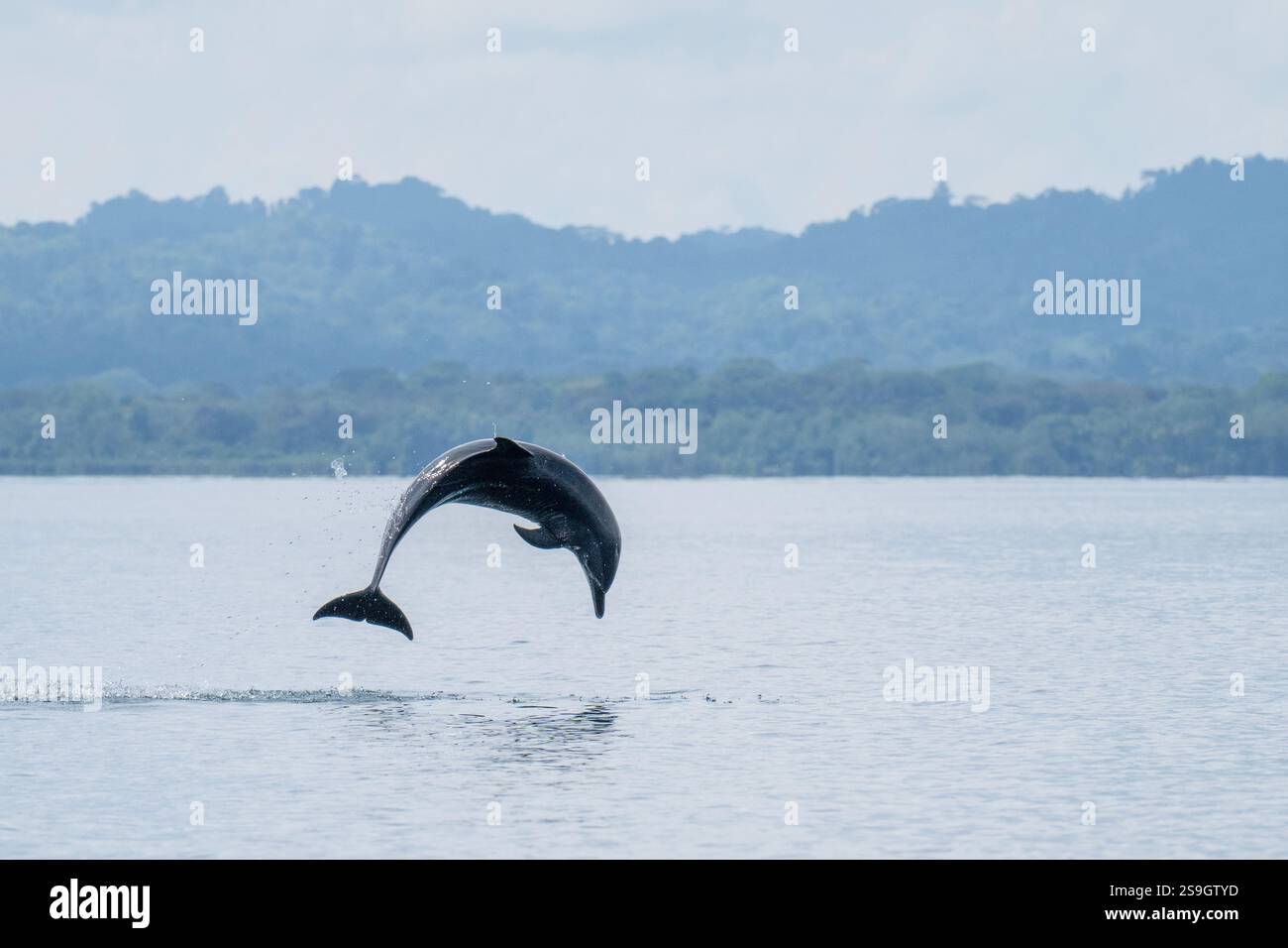 Costa Rica, péninsule d'Osa, Golfito, Golfo Dulce. Saut de dauphin tacheté pantropical (Stenella attenuata). Banque D'Images