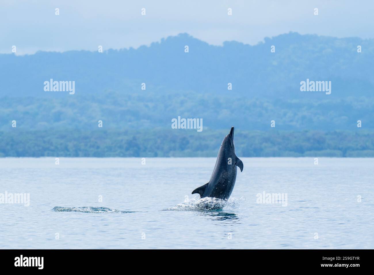 Costa Rica, péninsule d'Osa, Golfito, Golfo Dulce. Saut de dauphin tacheté pantropical (Stenella attenuata). Banque D'Images