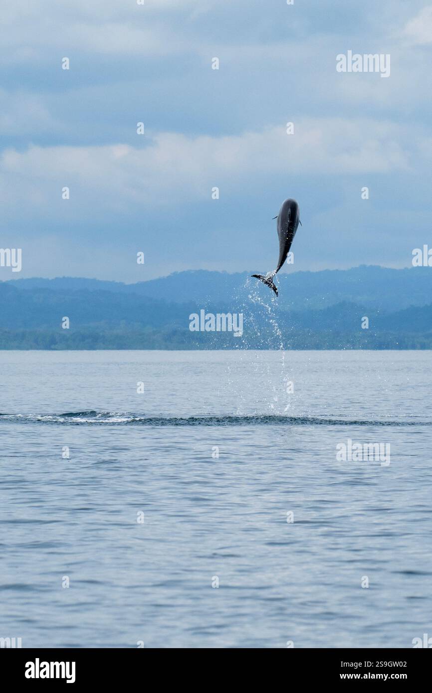 Costa Rica, péninsule d'Osa, Golfito, Golfo Dulce. Saut de dauphin tacheté pantropical (Stenella attenuata). Banque D'Images