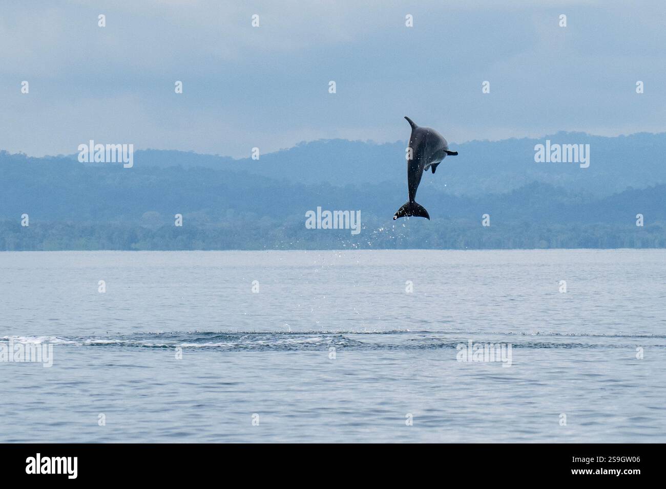 Costa Rica, péninsule d'Osa, Golfito, Golfo Dulce. Saut de dauphin tacheté pantropical (Stenella attenuata). Banque D'Images