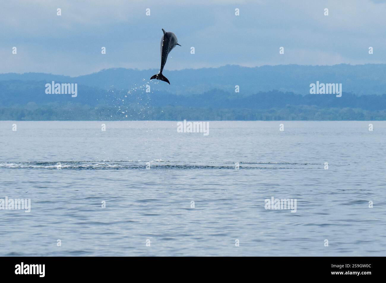 Costa Rica, péninsule d'Osa, Golfito, Golfo Dulce. Saut de dauphin tacheté pantropical (Stenella attenuata). Banque D'Images