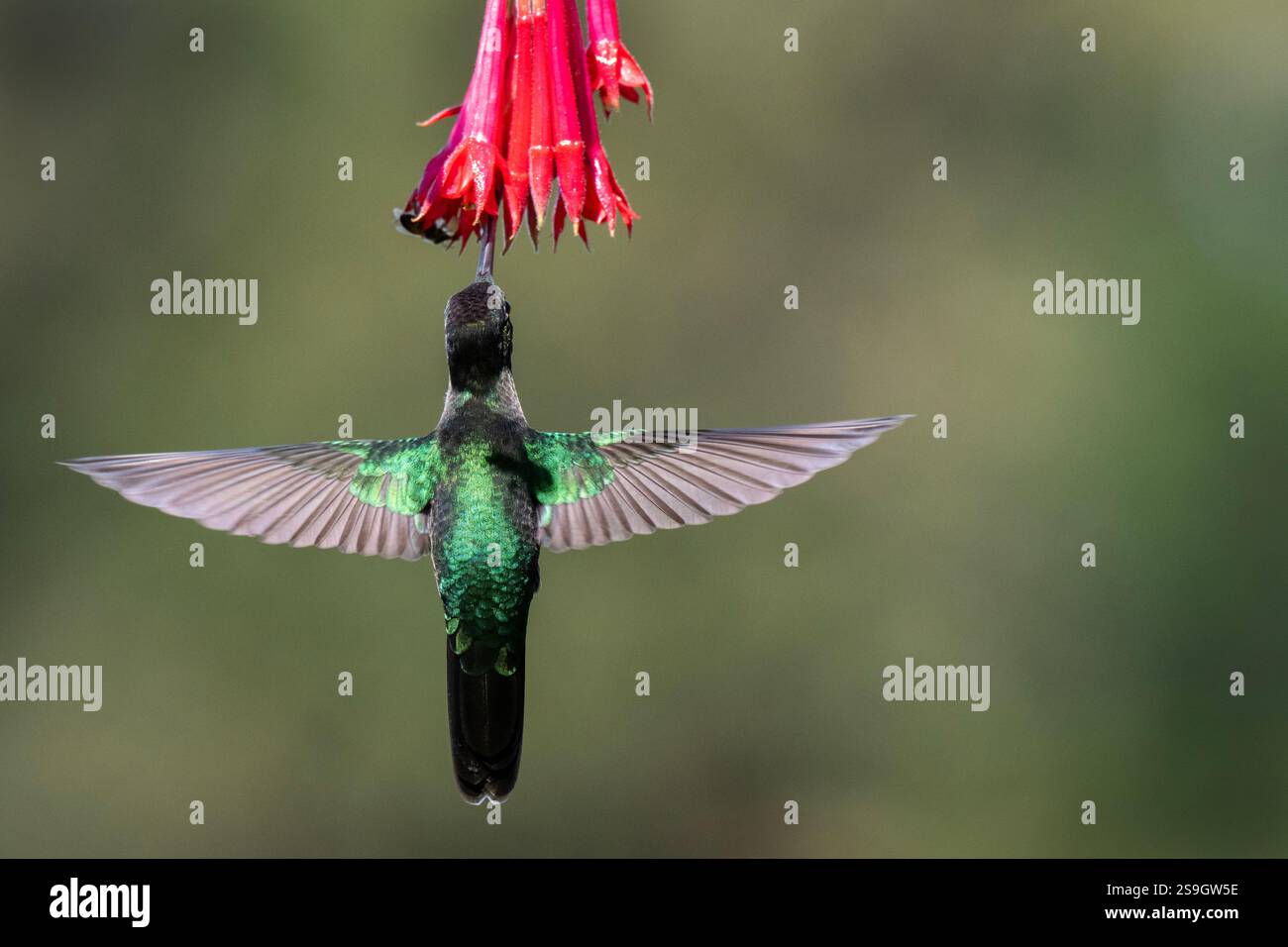 Costa Rica, montagnes Talamanca, Savegre. Le colibri Talamanca (M) (Eugenes spectabilis) en vol. Banque D'Images