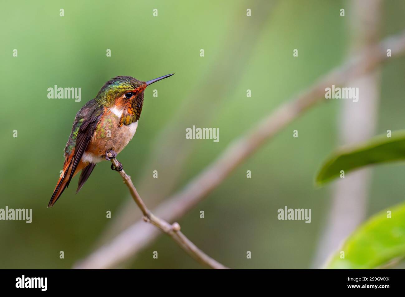 Costa Rica, montagnes Talamanca, Savegre. Colibri scintillant, mâle (Selasphorus scintilla). Banque D'Images