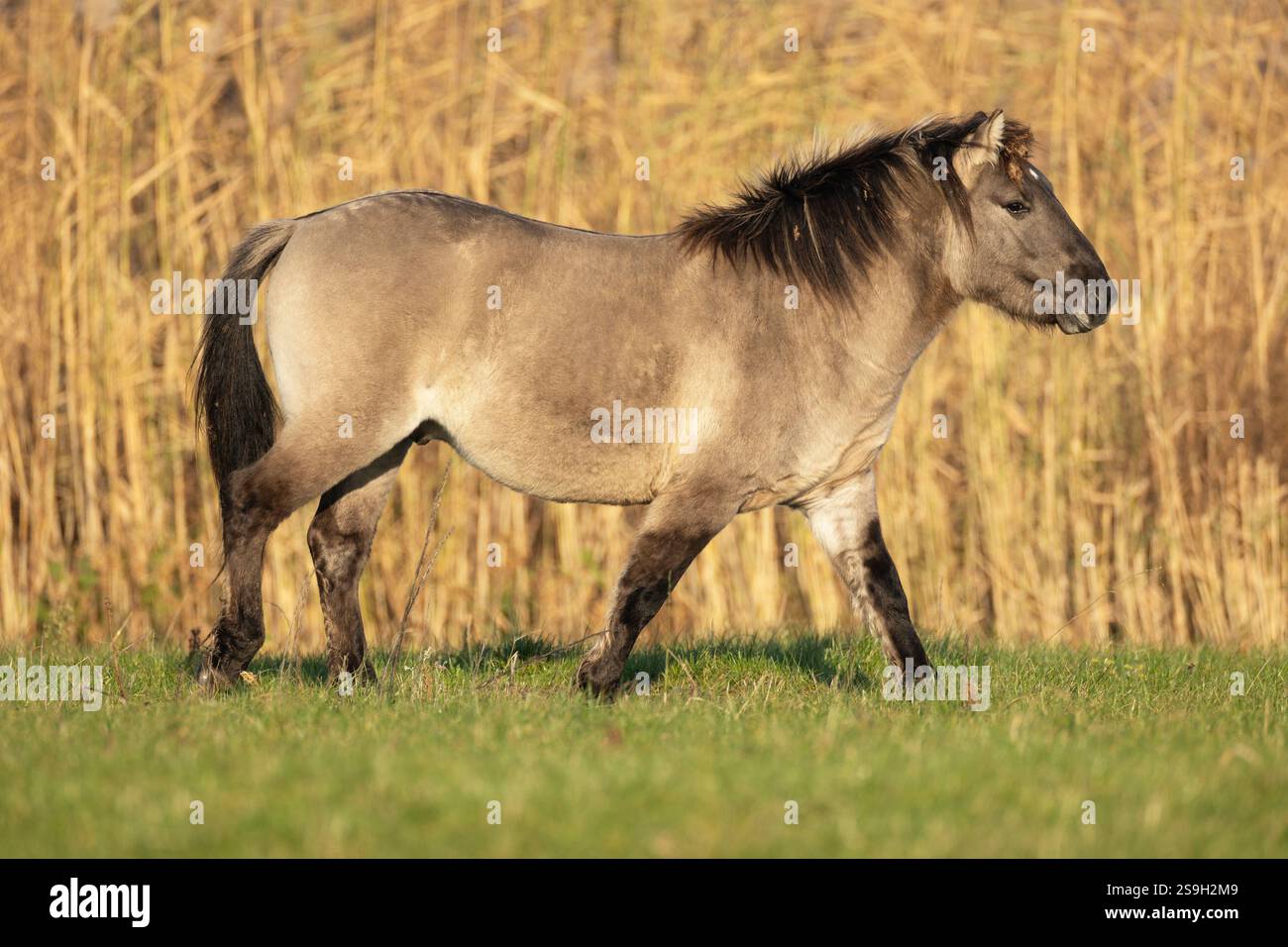 Cheval Konik Banque D'Images