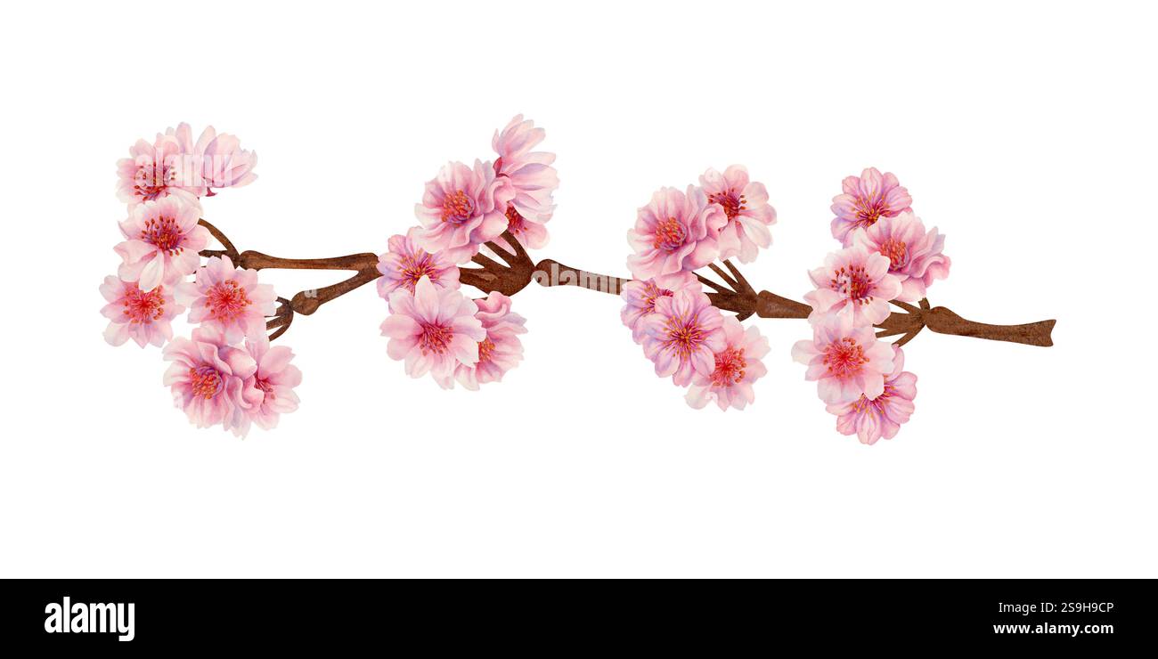 Branche avec des fleurs de cerisier roses pour célébrer le festival japonais Hanami de fleurs de cerisier isolé sur fond blanc. Beau dessin botanique Banque D'Images
