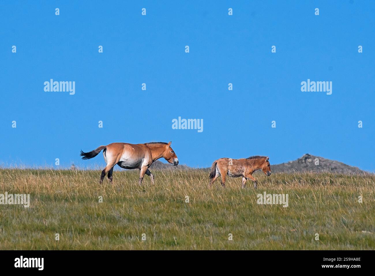 Cheval de Przewalski (Equus ferus przewalskii) également connu sous le nom de takhi du parc national de Hustai, Mongolie Banque D'Images