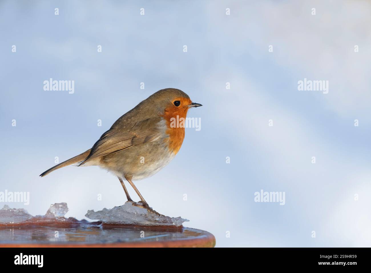 Un Robin (Erithacus rubecula) debout sur la glace sur le bord d'un bain d'oiseaux dans le soleil d'hiver Banque D'Images