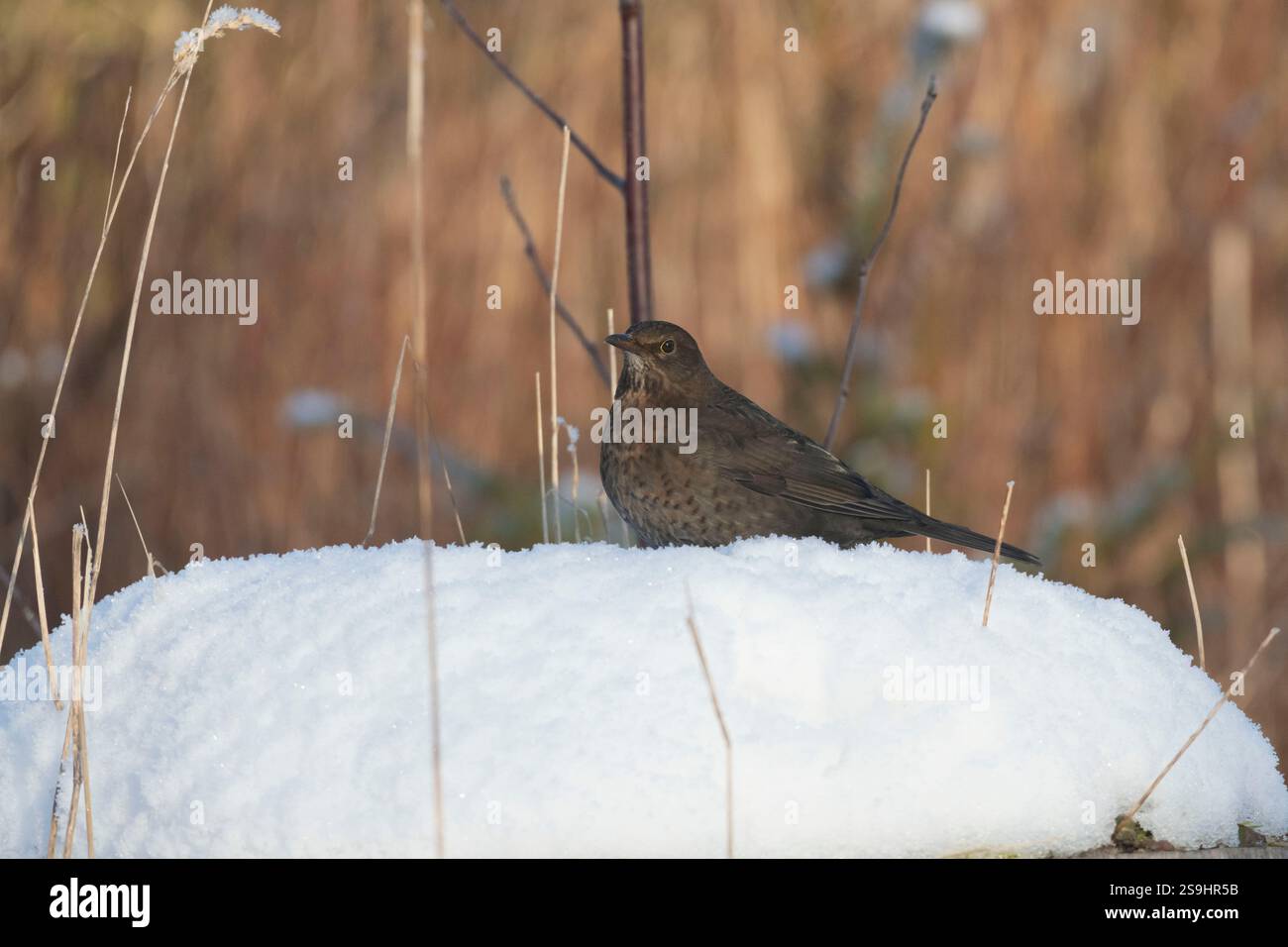 Une femme à Blackbird (Turdus Merula) fouillant dans la neige sur un Stump couvert de neige Banque D'Images