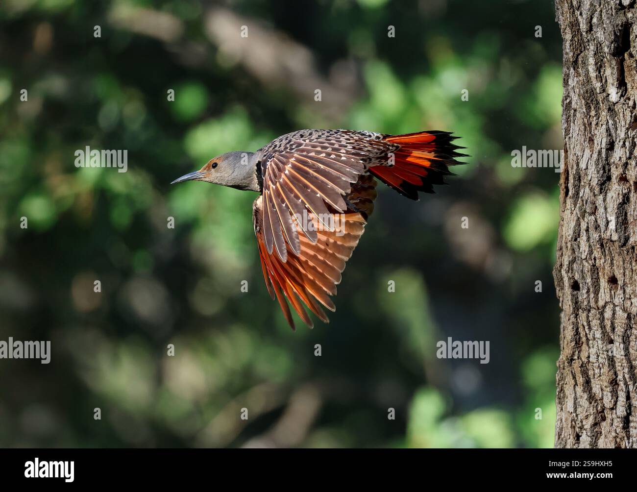 Scintillement nordique (Colaptes auratus) prenant son envol de son trou de nid affichant son magnifique motif de plumes rouges sur ses ailes et sa queue. Banque D'Images