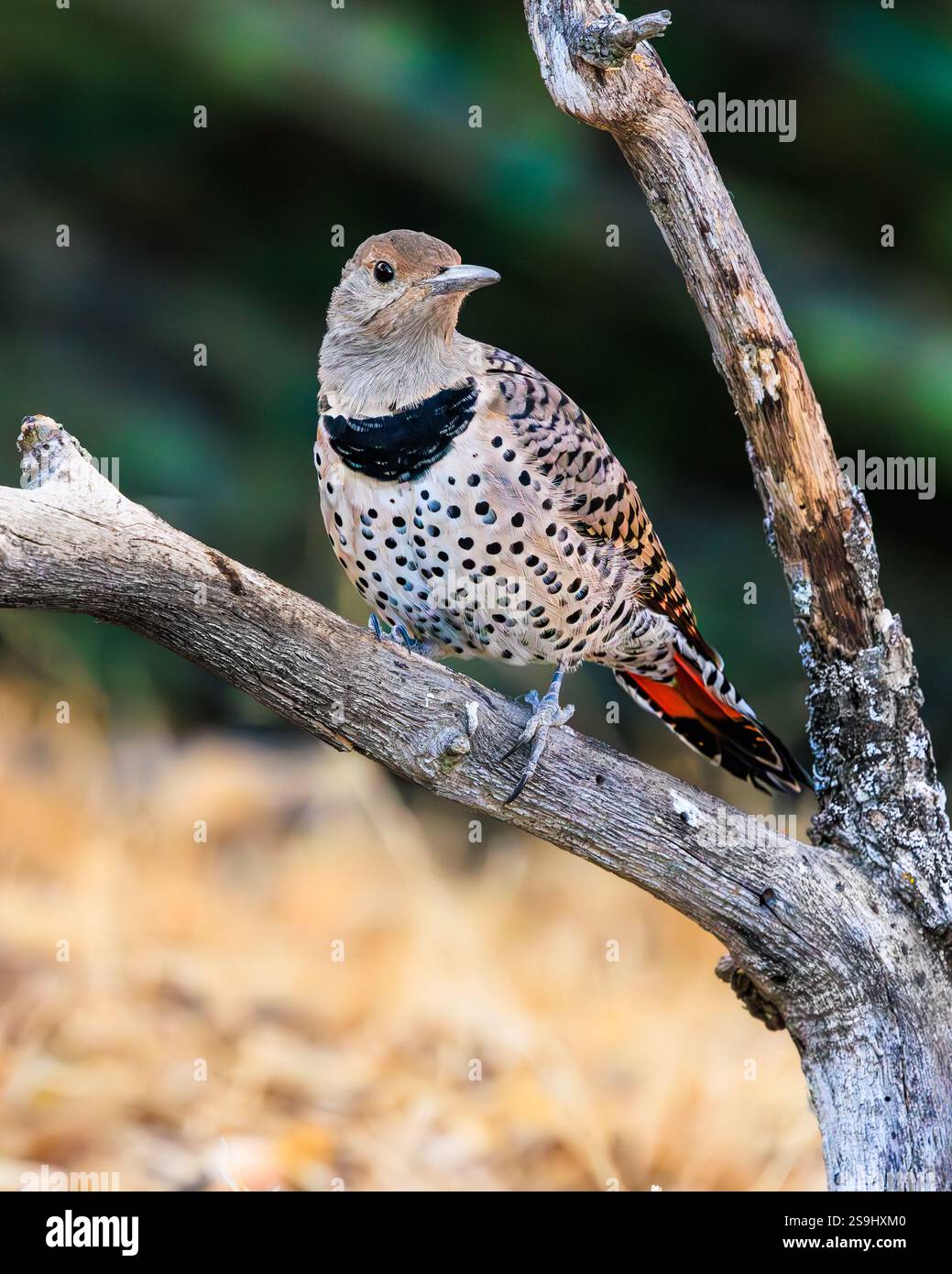 Scintillement nordique (Colaptes auratus) perché sur une branche montrant une expression calme et un beau plumage. Ils sont membres de la famille Woodpecker. Banque D'Images