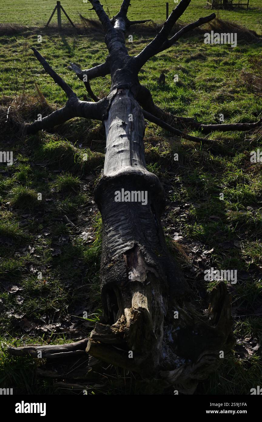Ombres de coucher de soleil sur l'herbe verte avec arbre tombé à Wiesbaden Banque D'Images