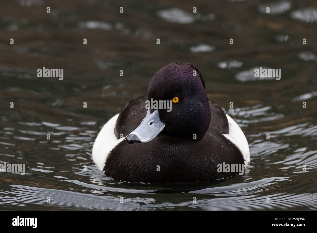 Canard touffeté mâle (Aythya fuligula) sur un lac dans un parc de Kanagawa, au Japon Banque D'Images