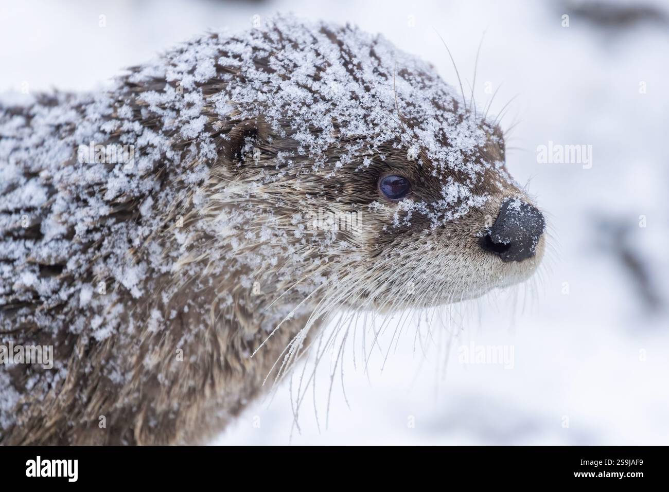 Loutre de rivière américaine (Lontra canadensis) en hiver Banque D'Images