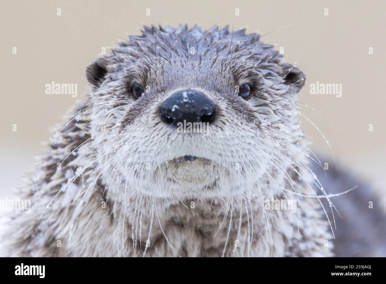 Loutre de rivière américaine (Lontra canadensis) en hiver Banque D'Images