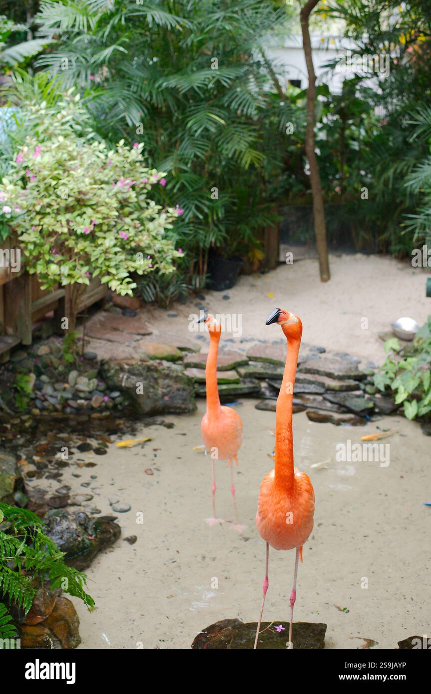 Paire de flamants roses blanc orange debout sur la zone de sable avec des roches couvertes de mousse verte et une végétation verte dense tout autour. Becs noirs et cols courbés Banque D'Images