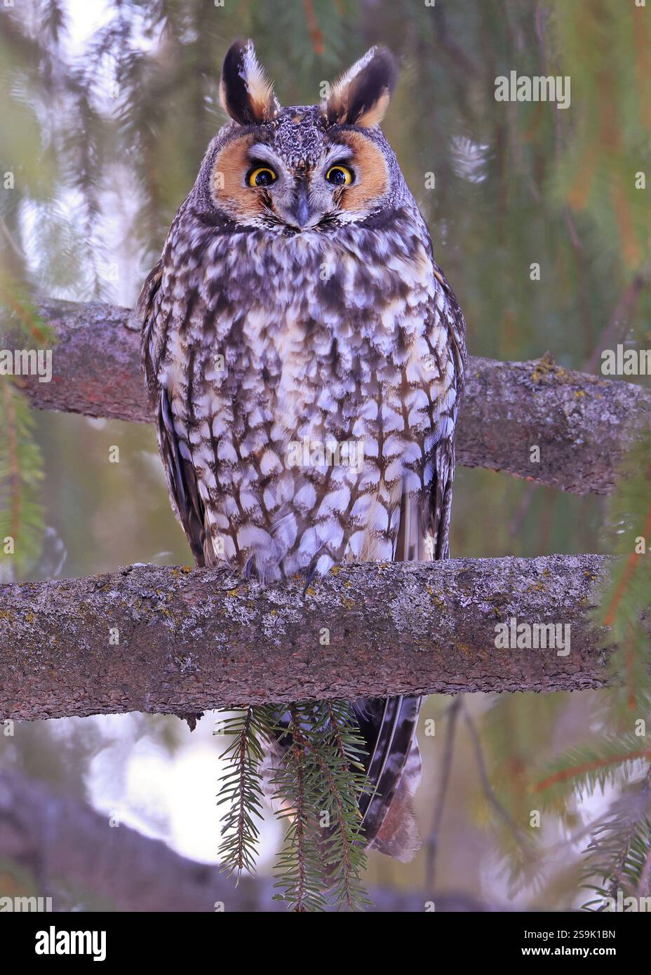 Portrait de hibou à longues oreilles entouré d'un fond vert, Québec, Canada Banque D'Images