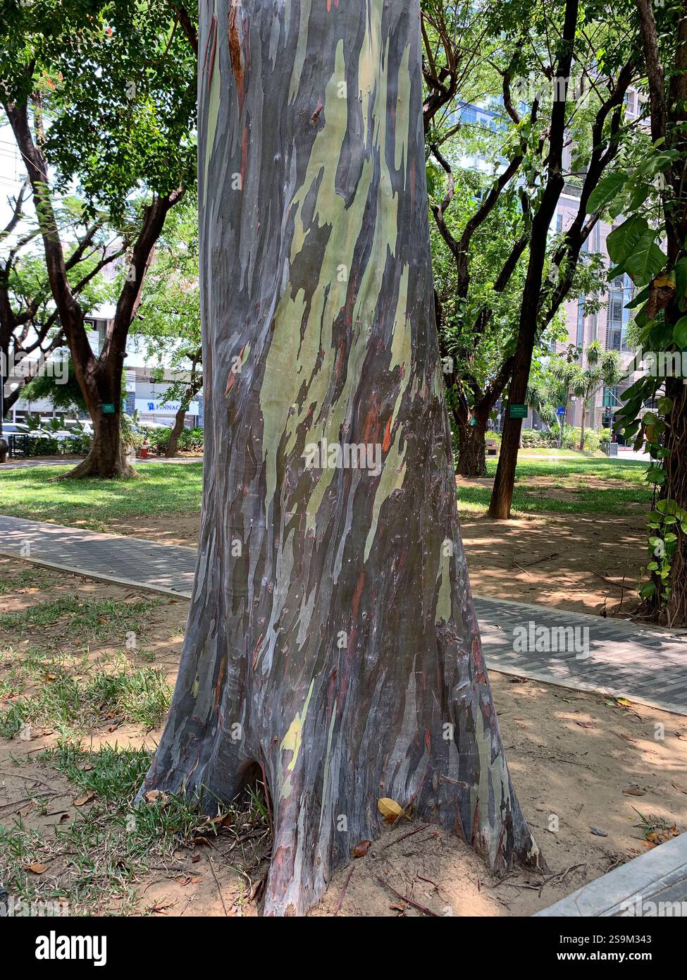 Tronc d'arbre d'eucalyptus deglupta planté au coeur des jardins du Triangle d'Ayala, Rainbow Bagras, Makati Philippine Financial & Business District, Manille - Image de stock capturée avec un smartphone