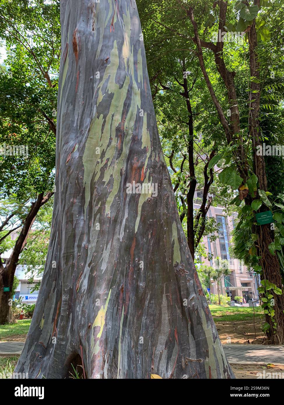 Tronc d'arbre d'eucalyptus deglupta planté au coeur des jardins du Triangle d'Ayala, Rainbow Bagras, Makati Philippine Financial & Business District, Manille - Image de stock capturée avec un smartphone