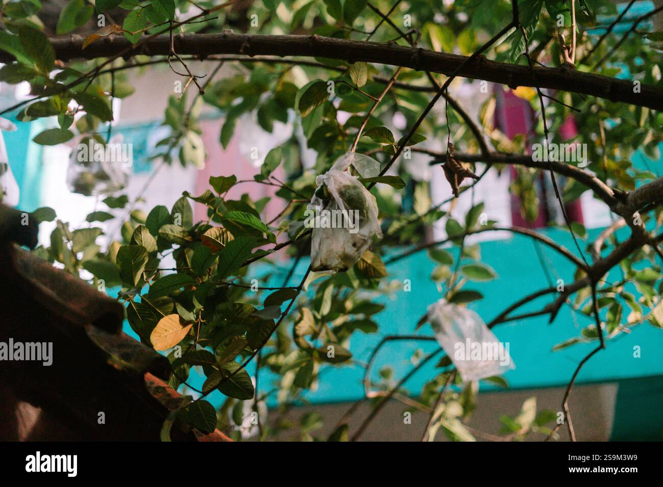 Goyaves enveloppées dans des sacs en plastique suspendus à une branche d'arbre. Banque D'Images