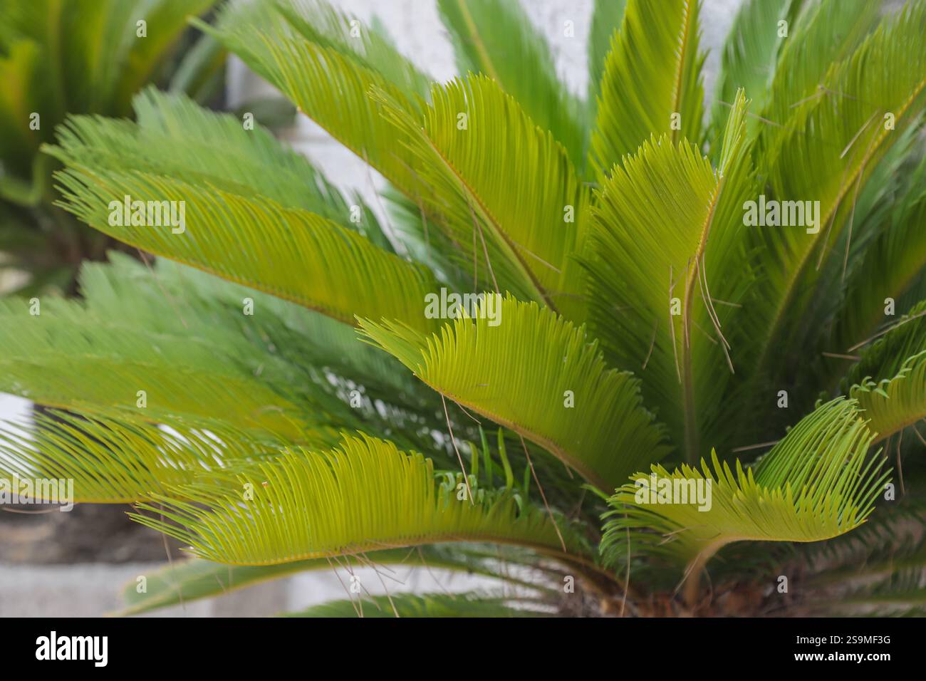 En Albanie, une plante de cycad florissante affiche ses frondes vertes vibrantes. L'atmosphère tropicale rehausse la beauté de ce spécimen botanique unique Banque D'Images