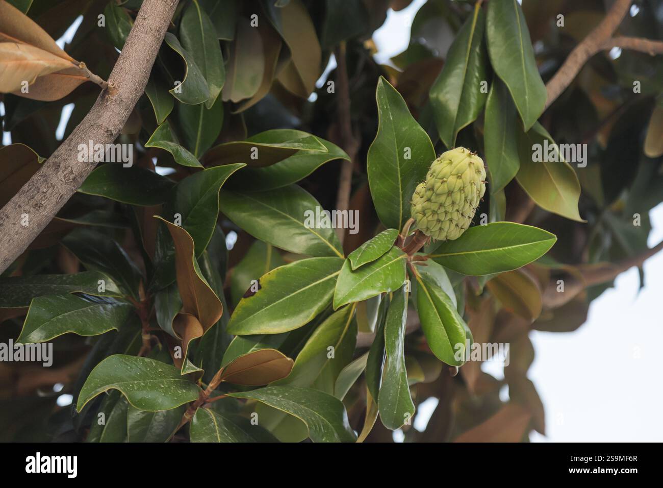 Cette plante à fleurs présente des feuilles épaisses et brillantes et un bourgeon vert intrigant, prospérant dans l'environnement naturel de l'Albanie, entouré de verdure Banque D'Images