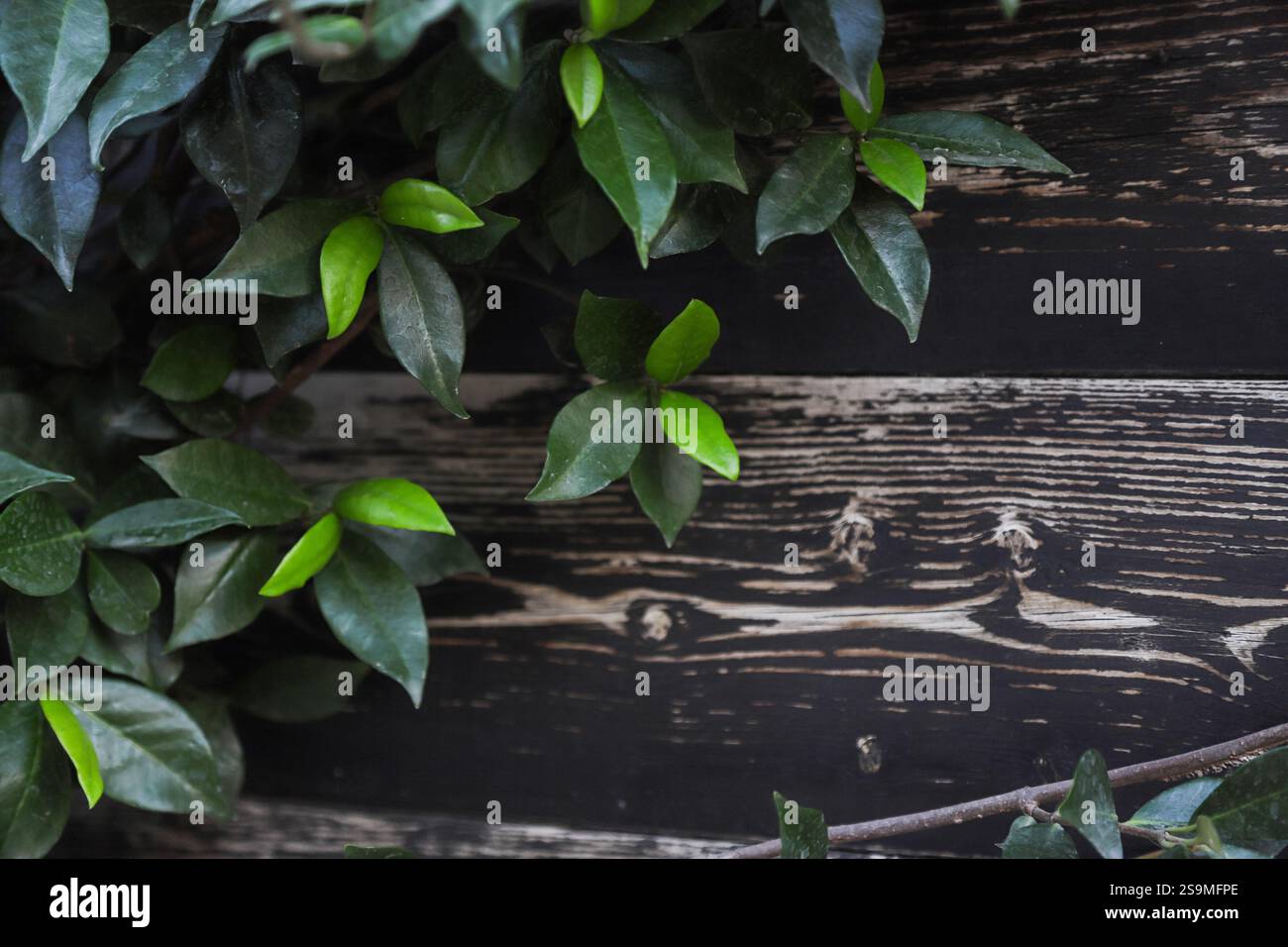 Le feuillage vert luxuriant prospère sur un fond de bois texturé, capturant la beauté de la nature en Albanie, mettant en valeur l'harmonie des plantes et du bois. Banque D'Images