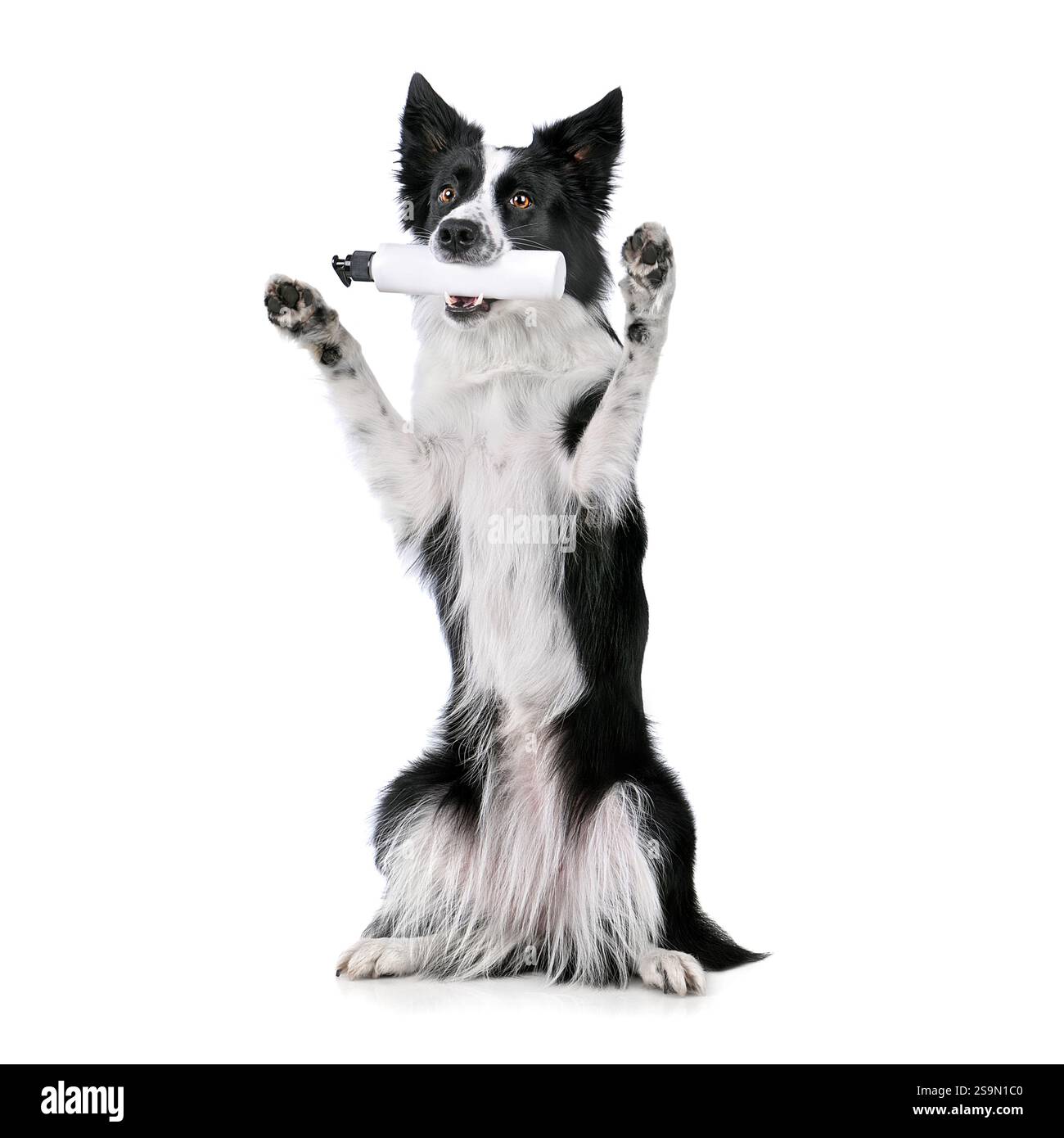Assis en haut de la frontière collie chien tenant bouteille en plastique avec shampooing dans sa bouche et isolaterd sur fond blanc Banque D'Images