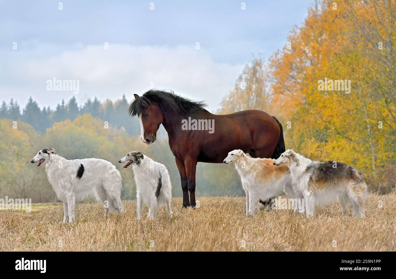 Beaux chiens russes borzoi debout avec cheval brun sur le champ d'automne jaune Banque D'Images