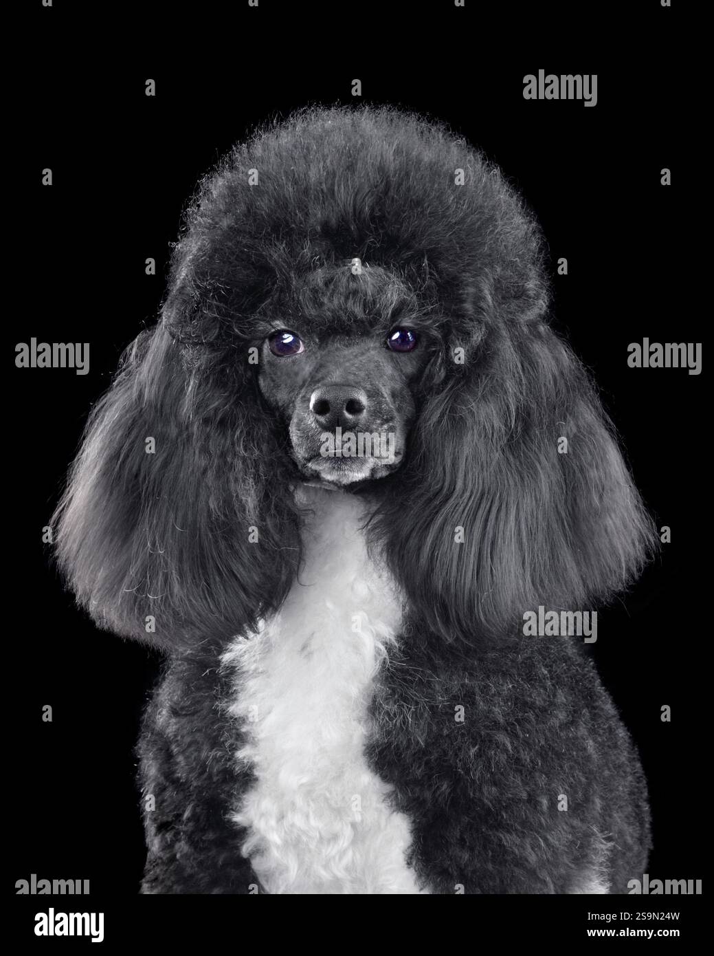 Portrait de beau caniche brun isolé sur un fond noir et regardant la caméra Banque D'Images