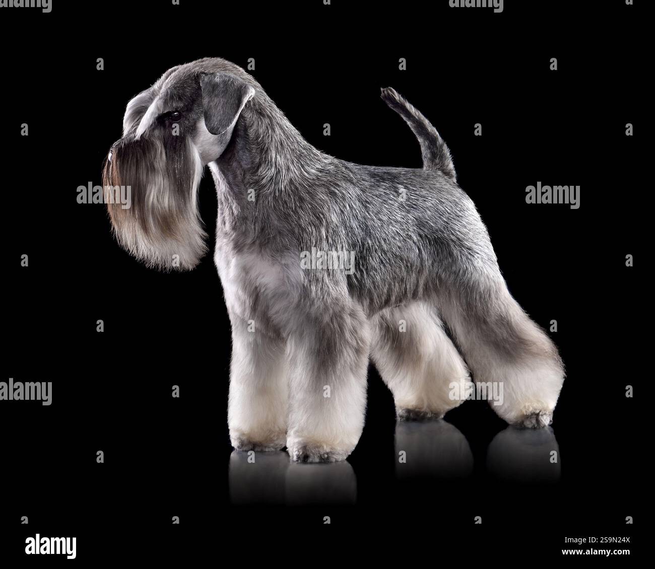 Plan studio de beau Schnauzer miniature sel et poivre avec des oreilles naturelles et une queue non amarrée isolée sur fond noir Banque D'Images