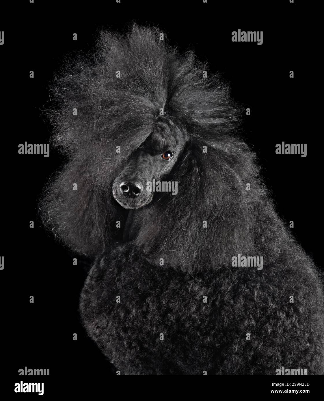 Portrait studio de beau caniche standard sur un fond noir Banque D'Images