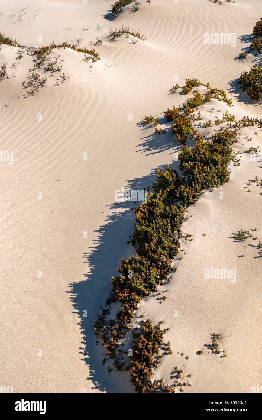 Détails de dune de plage de sable blanc avec des plantes Banque D'Images