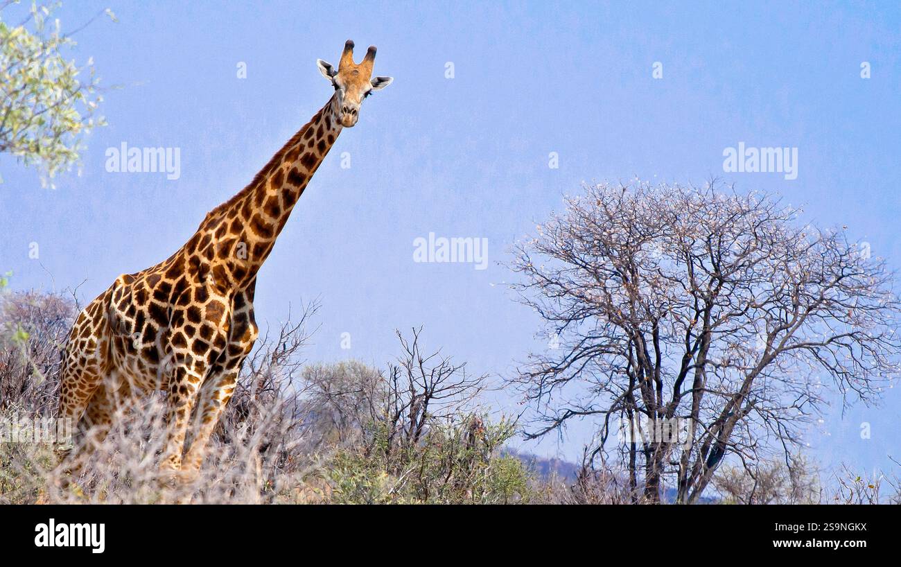 Girafe, giraffa camelopardis, Parc national de Chobe, Botswana, Afrique Banque D'Images