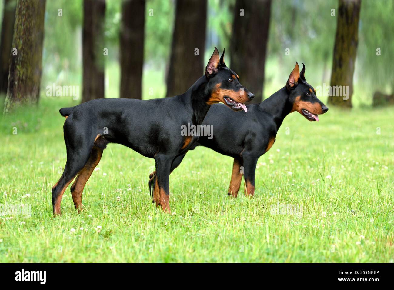 Deux belles Pinscher allemandes marron et noir avec queue et oreilles coupées debout dans un arrière-plan de forêt verte Banque D'Images