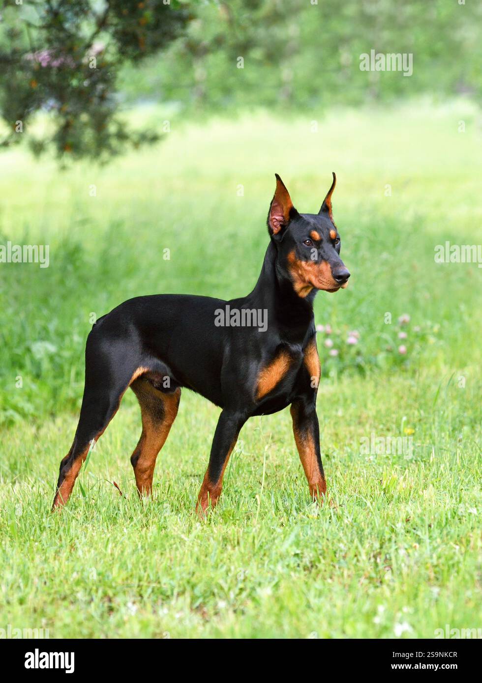 Chien Doberman noir et brun avec des oreilles coupées sur un fond d'herbe verte Banque D'Images